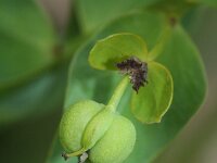 Euphorbia esula ssp tommasiniana 45, Roedewolfsmelk, Saxifraga-Rutger Barendse