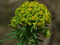 Euphorbia flavicoma 3, Saxifraga-Jan van der Straaten