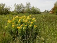 Euphorbia palustris 19, Moeraswolfsmelk, Saxifraga-Ed Stikvoort
