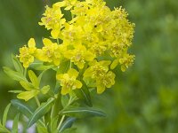 Euphorbia palustris 30, Moeraswolfsmelk, Saxifraga-Jan Nijendijk