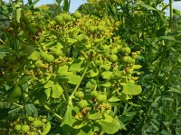 Euphorbia palustris 33, Moeraswolfsmelk, Saxifraga-Hans Grotenhuis