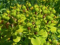 Euphorbia palustris 36, Moeraswolfsmelk, Saxifraga-Hans Grotenhuis