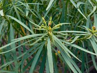 Euphorbia regis-jubae; La Palma, Barranco de Las Angustias. 2014, maart3