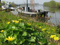 Ficaria verna 15, Speenkruid, Saxifraga-Rutger Barendse