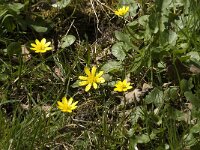 Ficaria verna 16, Speenkruid, Saxifraga-Jan van der Straaten