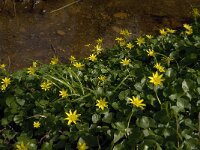 Ficaria verna 19, Speenkruid, Saxifraga-Jan van der Straaten