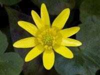 Ficaria verna 2, Speenkruid, Saxifraga-Willem van Kruijsbergen