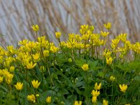 Ficaria verna 20, Speenkruid, Saxifraga-Jan Nijendijk