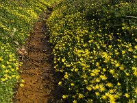 Ficaria verna 21, Speenkruid, Saxifraga-Jan van der Straaten