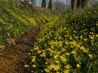 Ficaria verna 23, Speenkruid, Saxifraga-Jan van der Straaten