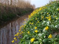 Ficaria verna 24, Speenkruid, Saxifraga-Rudmer Zwerver