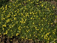 Ficaria verna 25, Speenkruid, Saxifraga-Jan van der Straaten