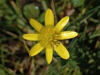 Ficaria verna 3, Speenkruid, Saxifraga-Jan van der Straaten