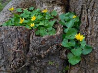 Ficaria verna 31, Speenkruid, Saxifraga-Ed Stikvoort