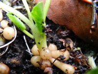 Ficaria verna 39, Speenkruid, Saxifraga-Rutger Barendse