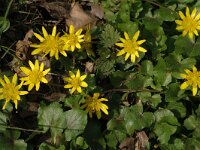 Ficaria verna 4, Speenkruid, Saxifraga-Jan van der Straaten