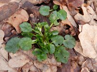 Ficaria verna 41, Speenkruid, Saxifraga-Rutger Barendse