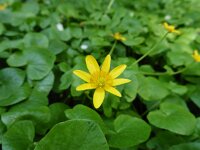 Ficaria verna 42, Speenkruid, Saxifraga-Simone van Velzen