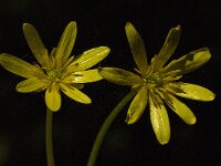Ficaria verna ssp bulbilifer 22, Saxifraga-Willem van Kruijsbergen