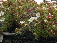 Frankenia ericifolia 10, Saxifraga-Hans Grotenhuis