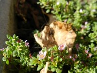 Frankenia pulverulenta 4, Saxifraga-Rutger Barendse