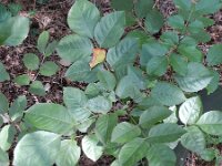 Fraxinus ornus 14, Saxifraga-Rutger Barendse