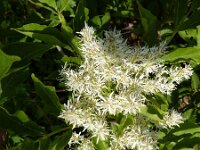 Fraxinus ornus 6, Saxifraga-Jasenka Topic