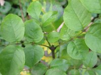 Fraxinus ornus 9, Saxifraga-Rutger Barendse