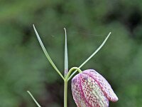 Fritillaria involucrata 3, Saxifraga-Jeroen Willemsen