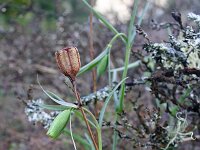 Fritillaria involucrata 5, Saxifraga-Jeroen Willemsen