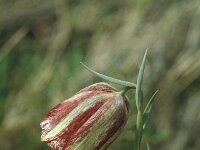 Fritillaria lusitanica 10, Saxifraga-Jan van der Straaten