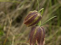 Fritillaria lusitanica 2, Saxifraga-Jan van der Straaten