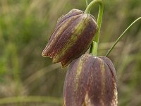 Fritillaria lusitanica 3, Saxifraga-Jan van der Straaten