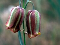 Fritillaria lusitanica 7, Saxifraga-Jan van der Straaten