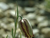 Fritillaria lusitanica 8, Saxifraga-Jan van der Straaten