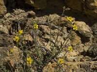 Fumana thymifolia 3, Saxifraga-Jan van der Straaten