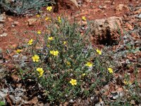 Fumana thymifolia 4, Saxifraga-Ed Stikvoort