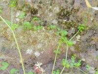 Fumaria coccinea 3, Saxifraga-Rutger Barendse