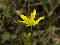 Gagea foliosa ssp elliptica 4, Saxifraga-Willem van Kruijsbergen