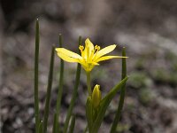 Gagea fragifera 8, Saxifraga-Luuk Vermeer