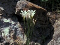 Gagea graeca 20, Saxifraga-Jan van der Straaten