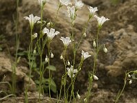 Gagea graeca 8, Saxifraga-Willem van Kruijsbergen