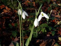 Galanthus elwesii 2, Groot sneeuwklokje, Saxifraga-Ed Stikvoort