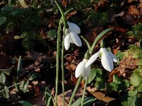 Galanthus elwesii 4, Groot sneeuwklokje, Saxifraga-Ed Stikvoort