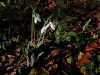 Galanthus elwesii 8, Groot sneeuwklokje, Saxifraga-Ed Stikvoort