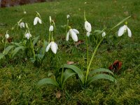 Galanthus woronowii 4, Bleek sneeuwklokje, Saxifraga-Ed Stikvoort