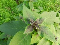 Galeopsis bifida 9, Gespleten hennepnetel, Saxifraga-Rutger Barendse