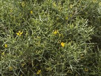 Genista acanthoclada 4, Saxifraga-Jan van der Straaten