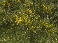 Genista cinerea 4, Saxifraga-Marijke Verhagen
