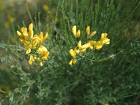 Genista cinerea 5, Saxifraga-Jan van der Straaten